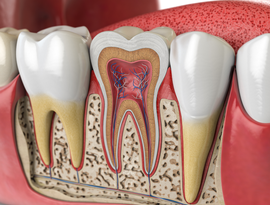 Cross section of a root canal